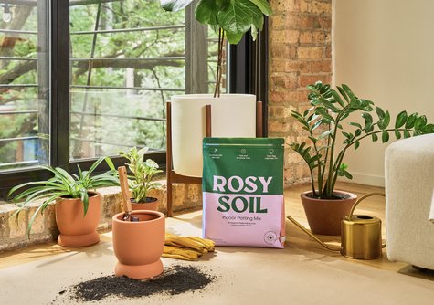 Indoor Potting Mix